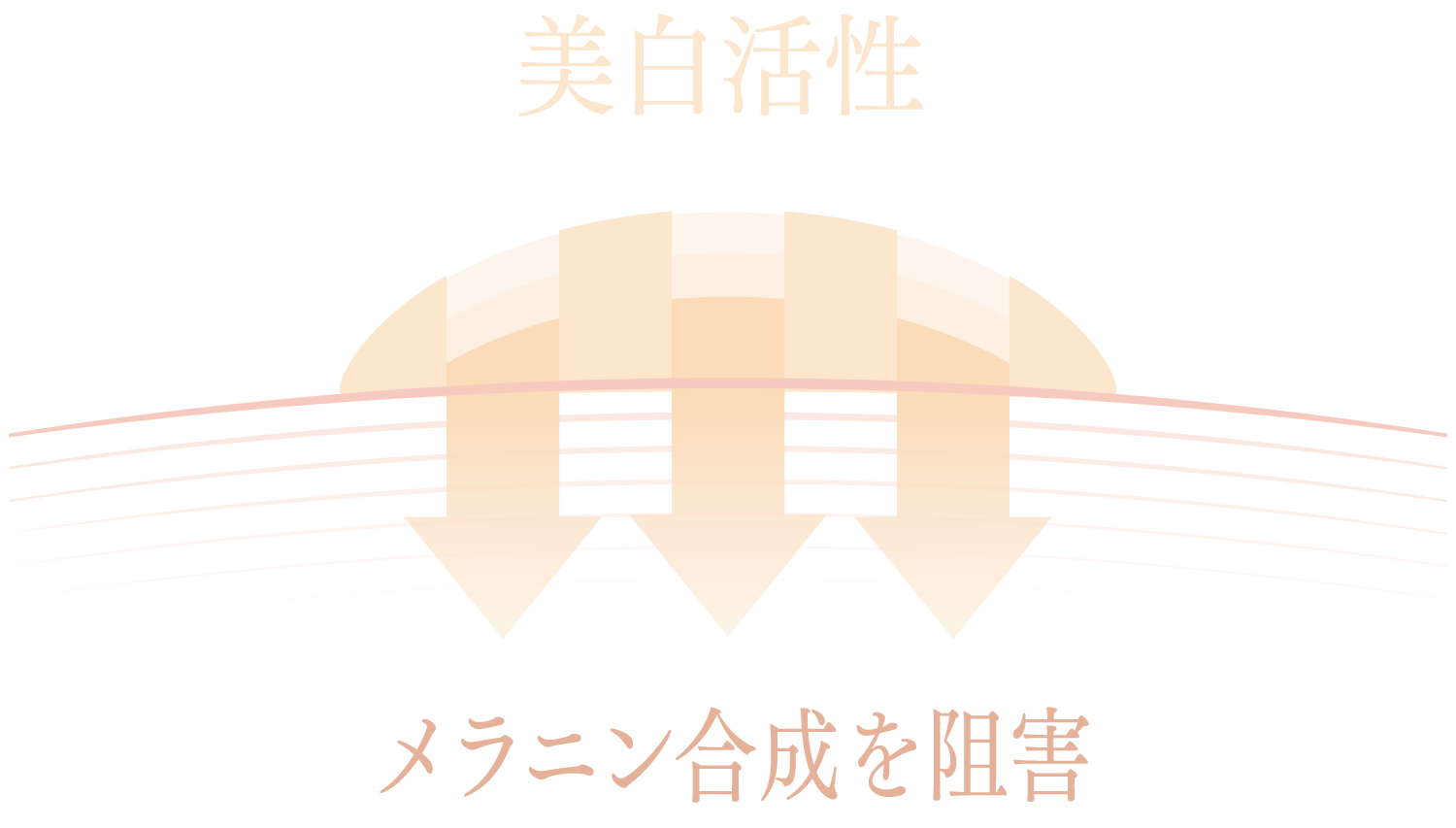 美肌活性